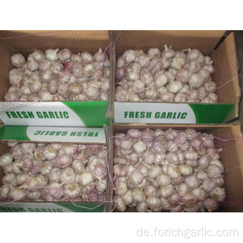 Frischer Knoblauch New Crop 2019